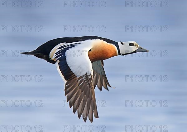 Steller's steller's eider