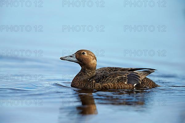 Steller's steller's eider