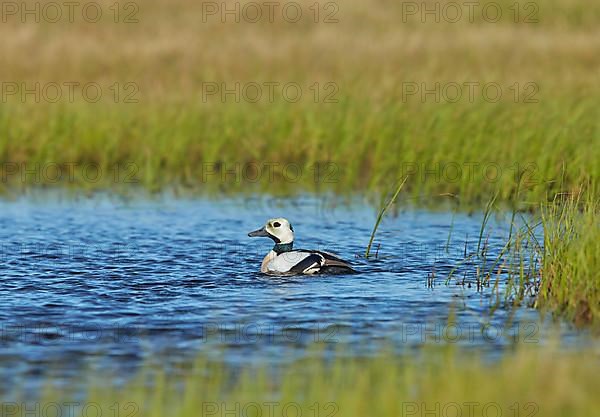 Steller's steller's eider