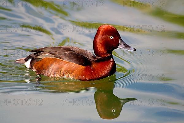 Ferruginous duck