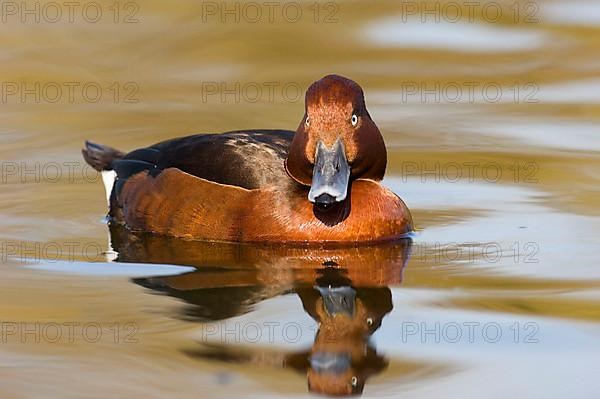 Ferruginous duck