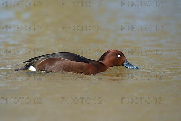 Ferruginous duck