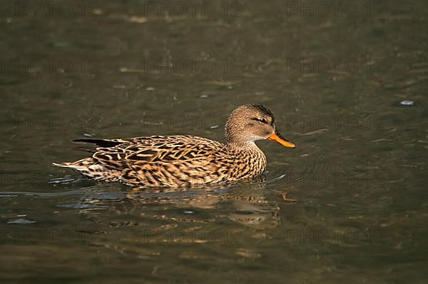 Gadwalls