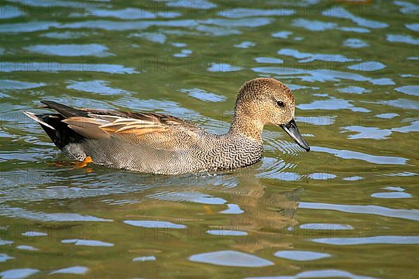 Gadwall