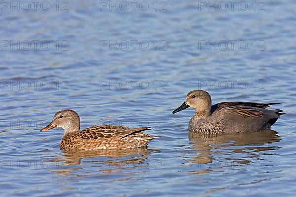 Gadwall