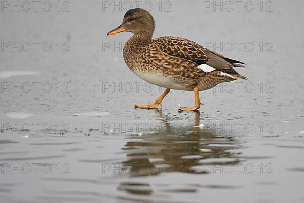 Gadwall