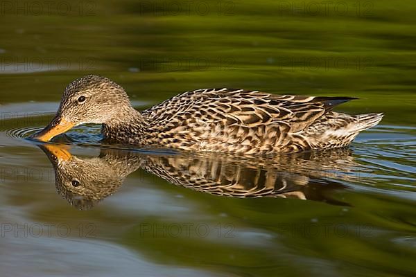 Gadwall