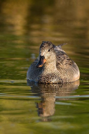 Gadwall