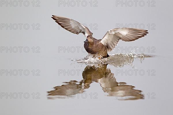 Gadwalls