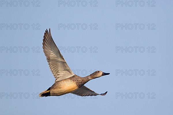 Gadwalls