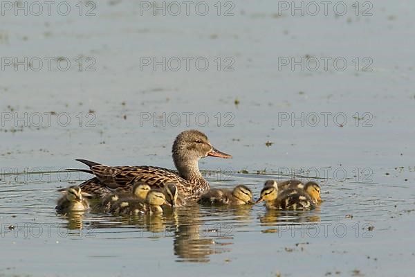 Gadwall