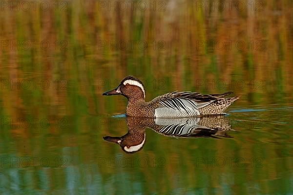 Garganey