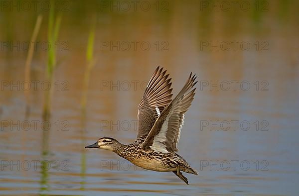 Garganey