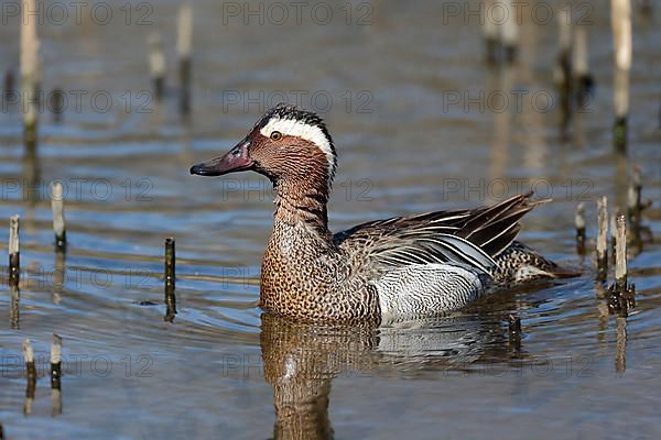 Garganey