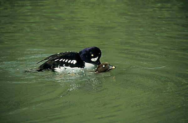 Barrow's barrow's goldeneye