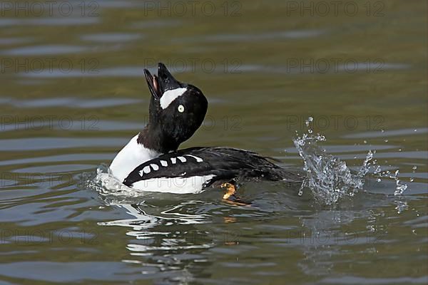 Barrow's Goldeneye