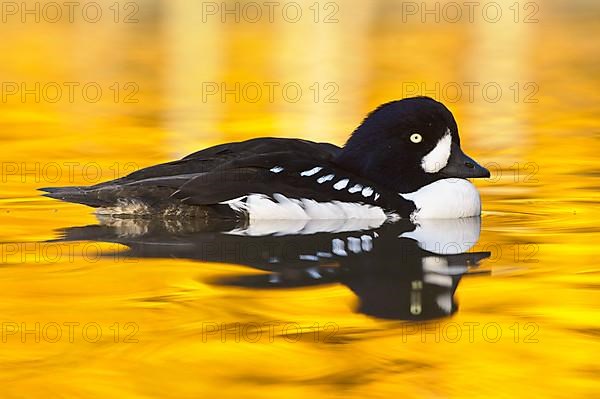 Barrow's barrow's goldeneye