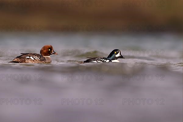 Barrow's Goldeneye