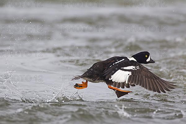 Barrow's Goldeneye