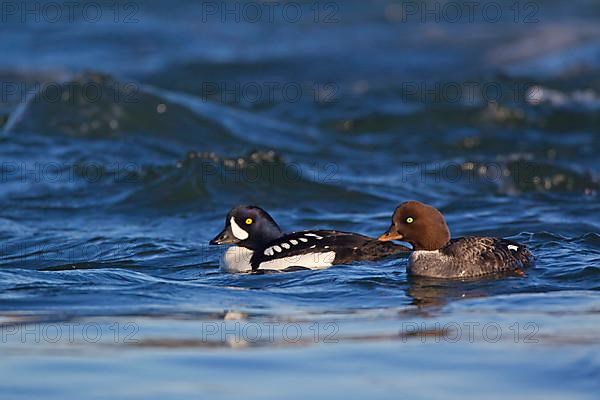 Barrow's Goldeneye