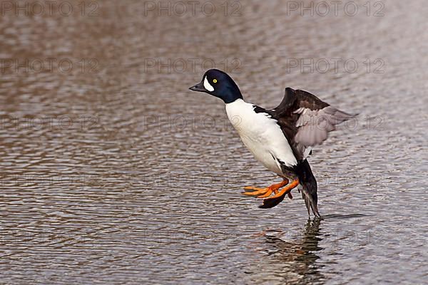 Barrow's Goldeneye