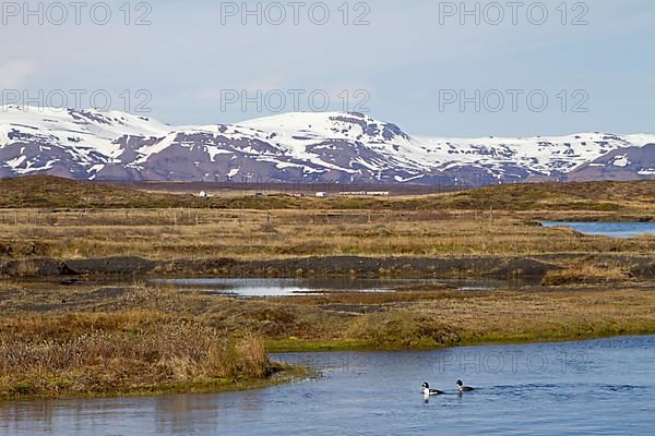 Barrow's Goldeneye