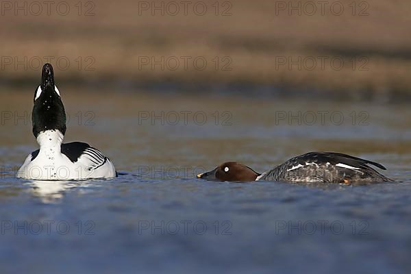 Common Goldeneye