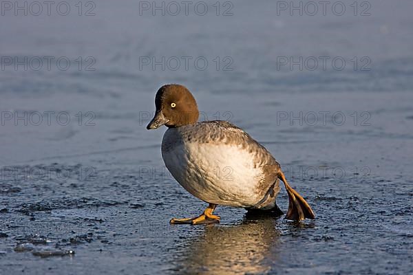 Common goldeneye