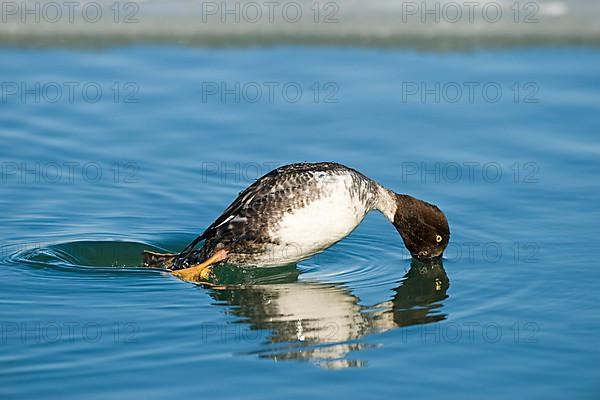 Common goldeneye