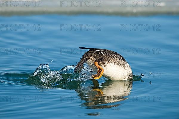 Common goldeneye