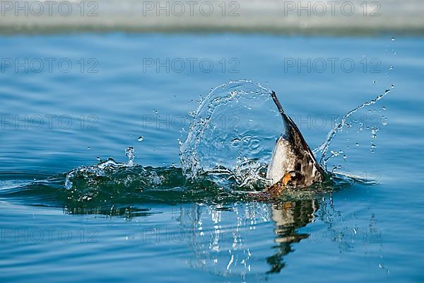 Common goldeneye