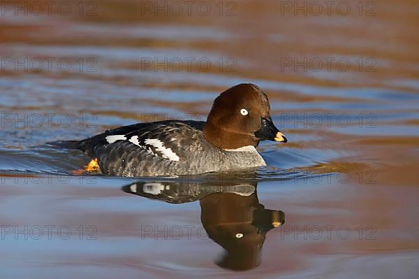 Common Goldeneye