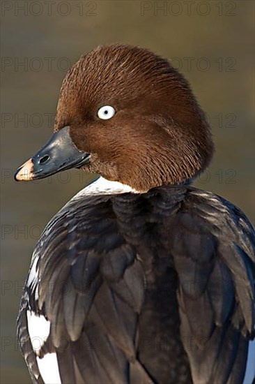 Common goldeneye