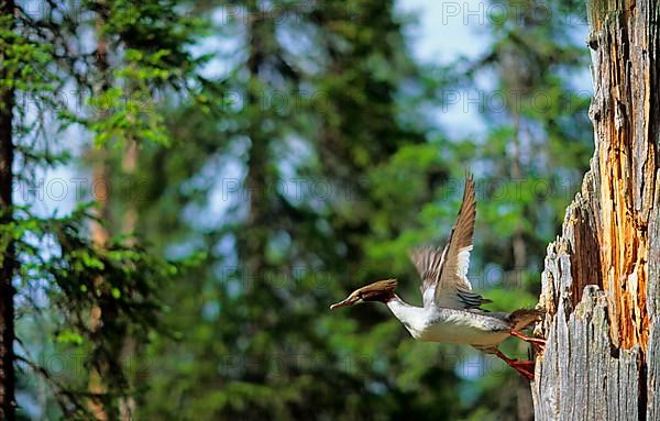 Common merganser