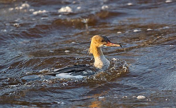 Common merganser