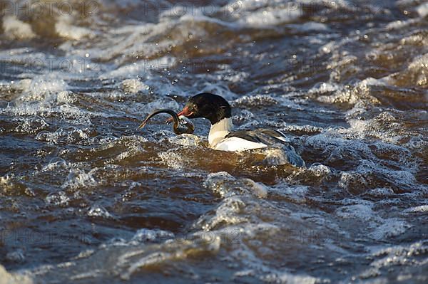 Common merganser