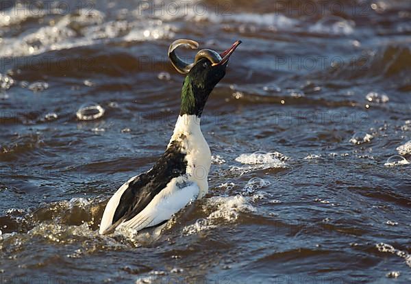 Common merganser