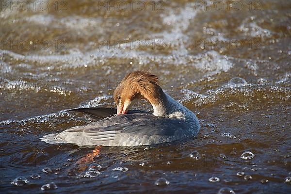 Goosander