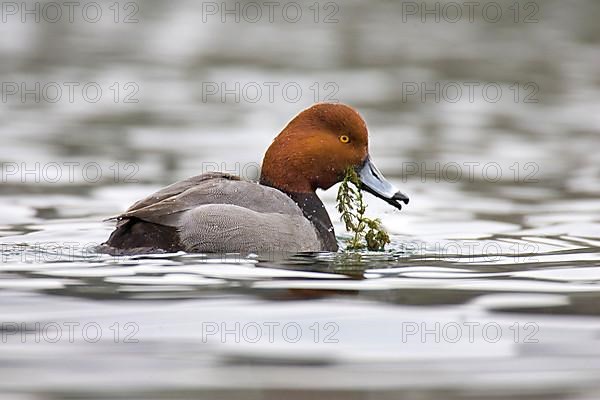 Redhead