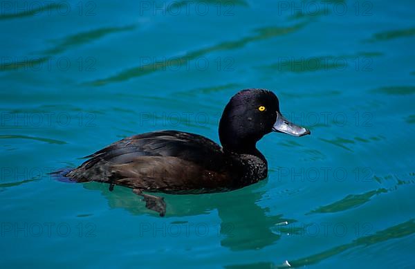Maori Duck