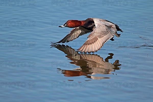 Common Pochard