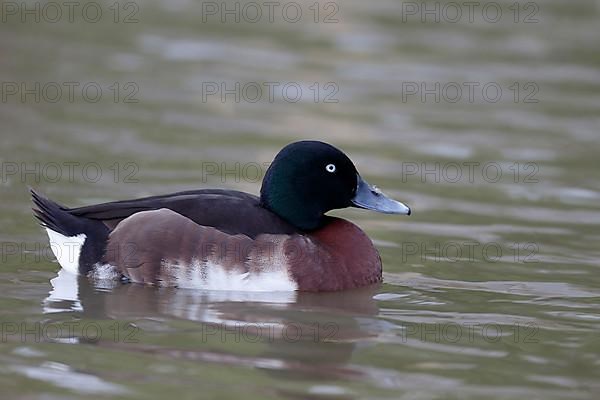 Baer's pochard