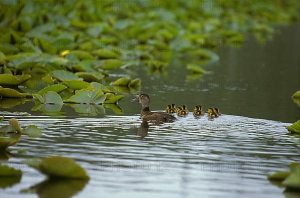 Ring-necked Duck