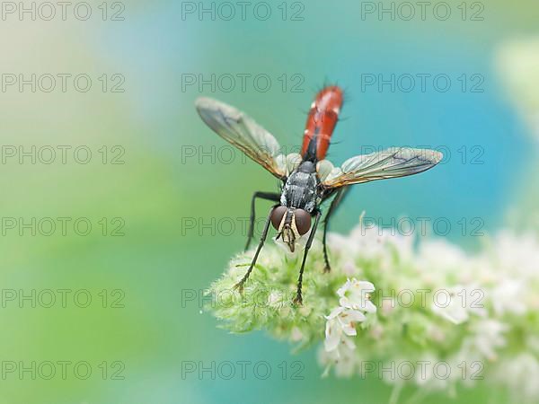 Caterpillar fly