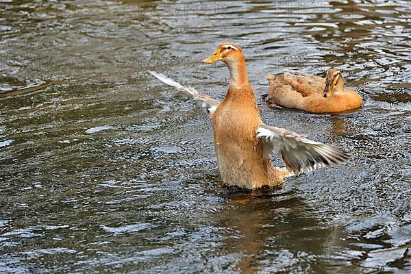 Pomeranian duck