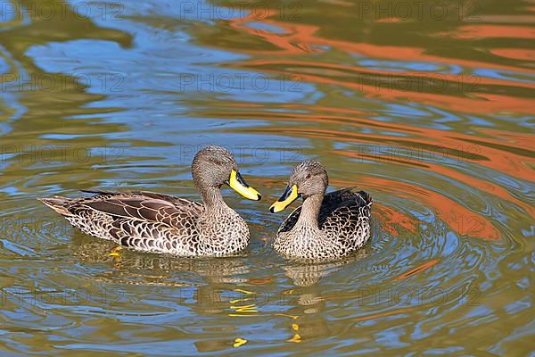 Yellow-billed Duck