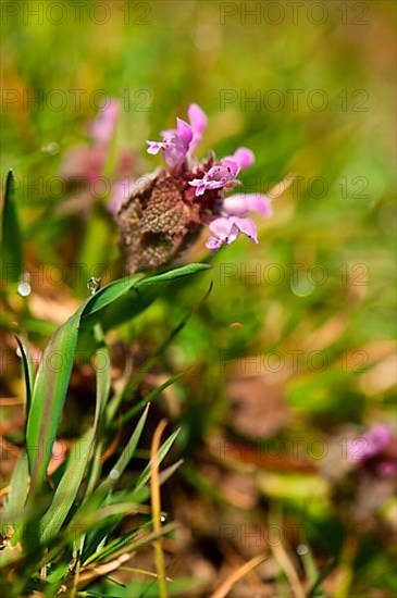 Purple deadnettle