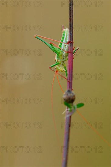 Striped Timor Grasshopper