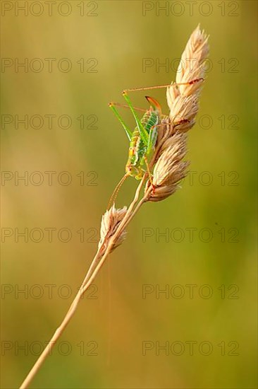 Striped Timor Grasshopper