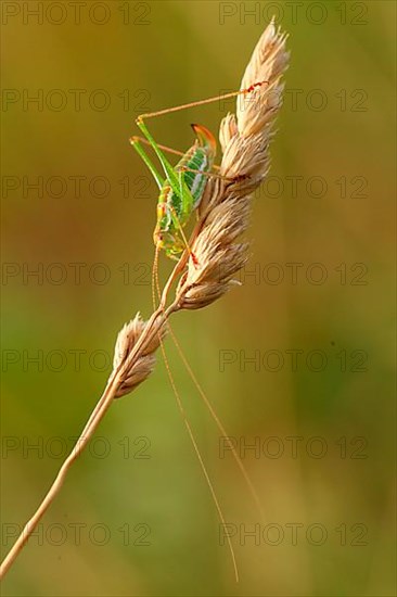 Striped Timor Grasshopper